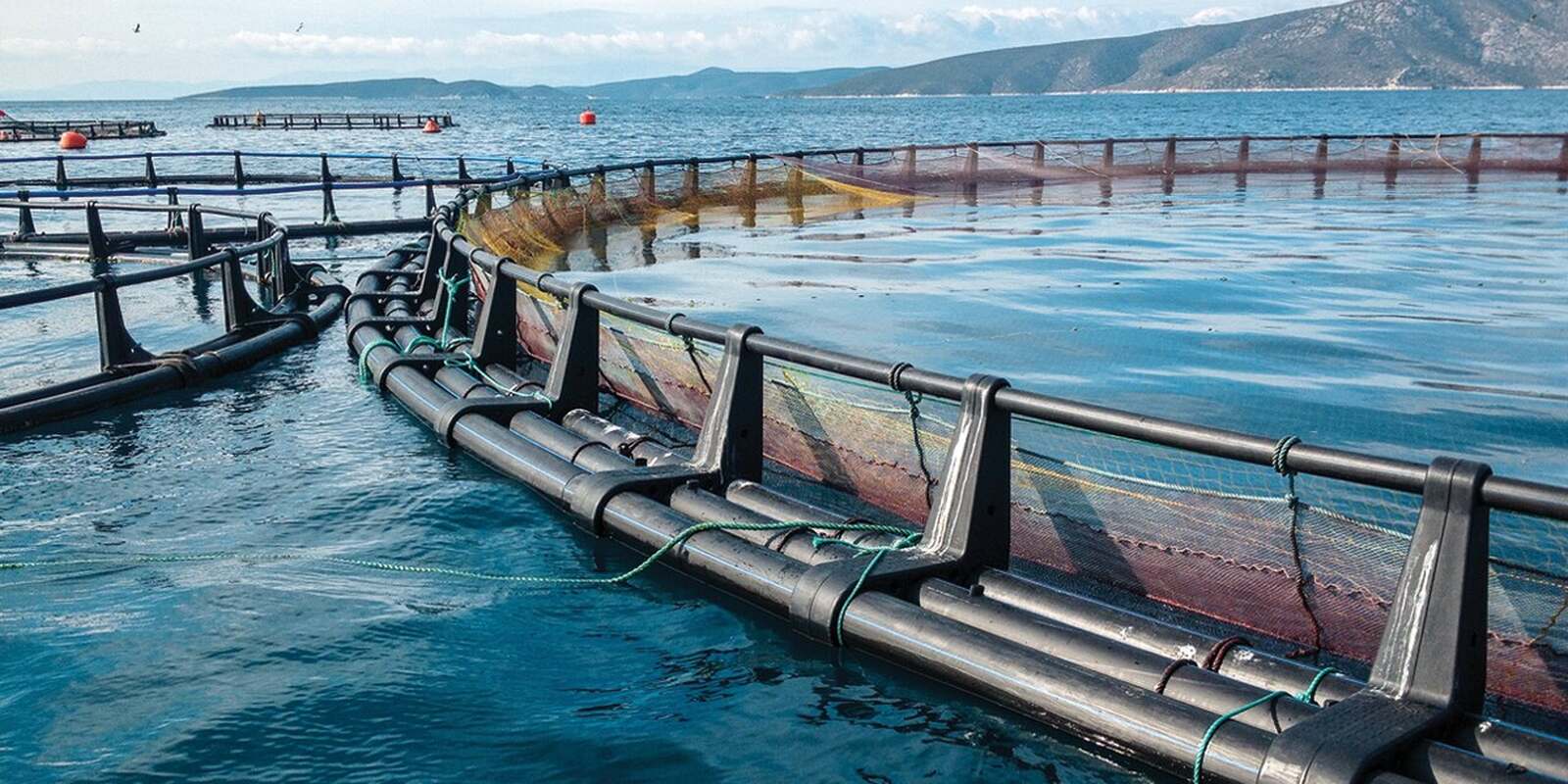 Aquacultura.jpg