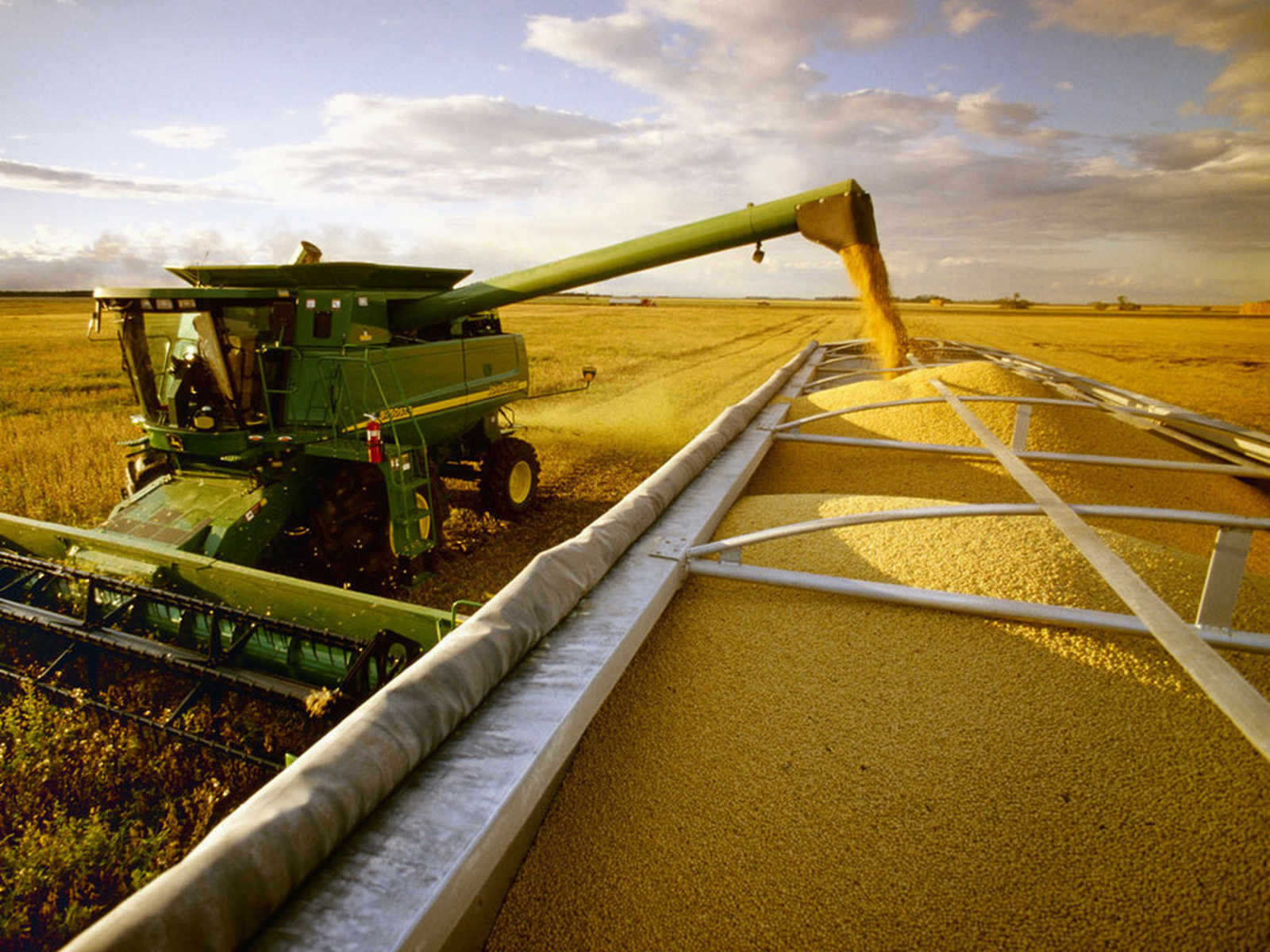 Arroz agricultura.jpg