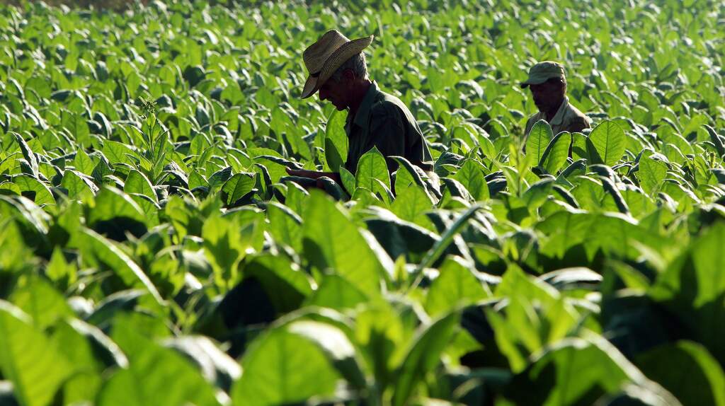 Tabaco Easy Resize.com .jpg