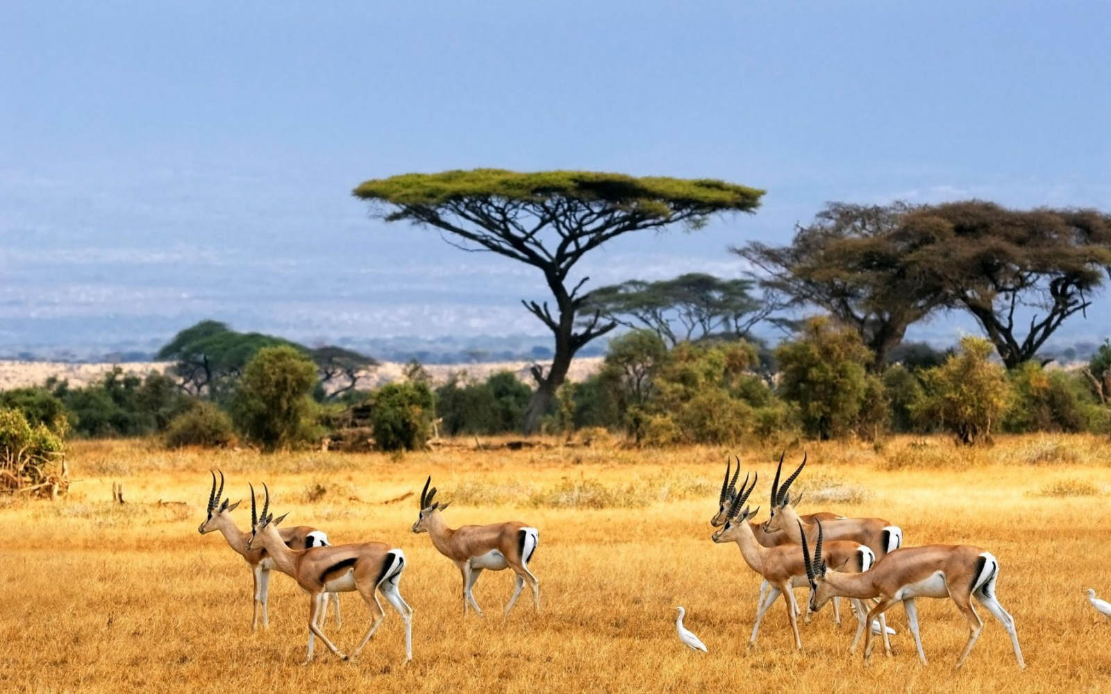 Antilopes zinave Easy Resize.com .jpg